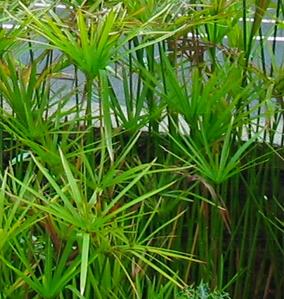 umbrella palm